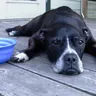 Dog lying on a wooden deck next to a blue food bowl (illustrative photo)