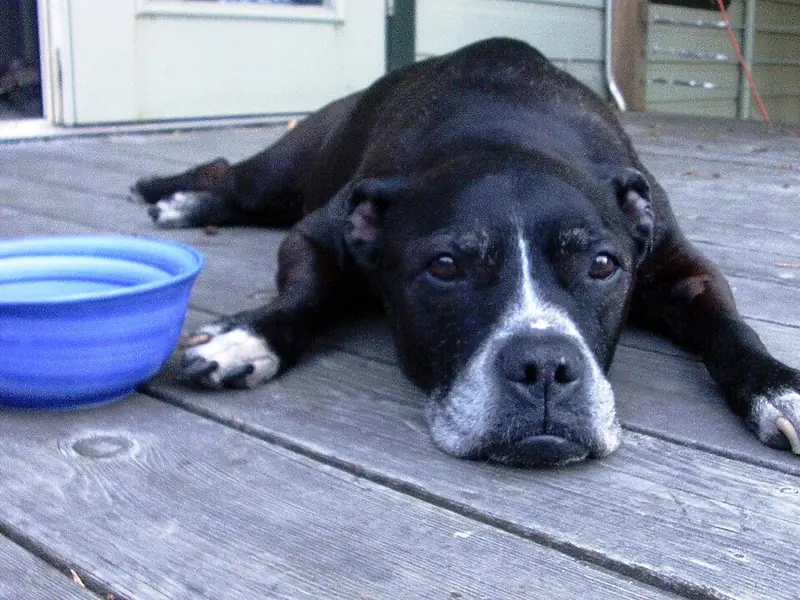 Dog lying on a wooden deck next to a blue food bowl (illustrative photo)