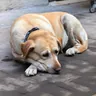 Yellow Labrador wearing a collar, resting on pavement (illustrative photo)