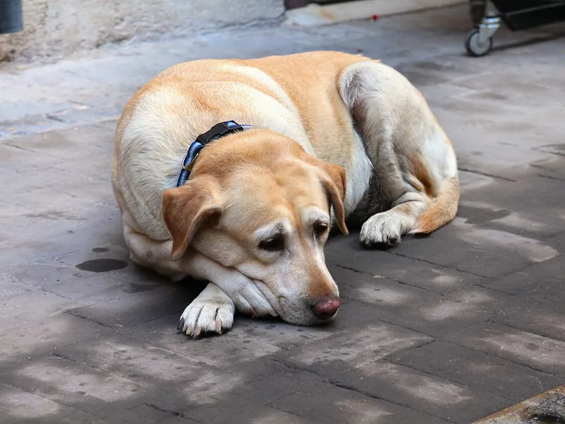 Yellow Labrador wearing a collar, resting on pavement (illustrative photo)
