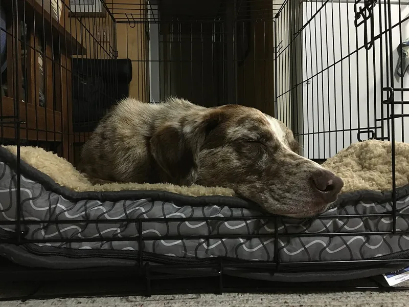 Dog resting on a cushion inside an open wire crate (illustrative photo)