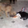 Shaggy dog eating from a plate on a kitchen floor (illustrative photo)