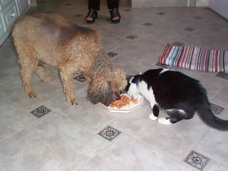 Shaggy dog eating from a plate on a kitchen floor (illustrative photo)