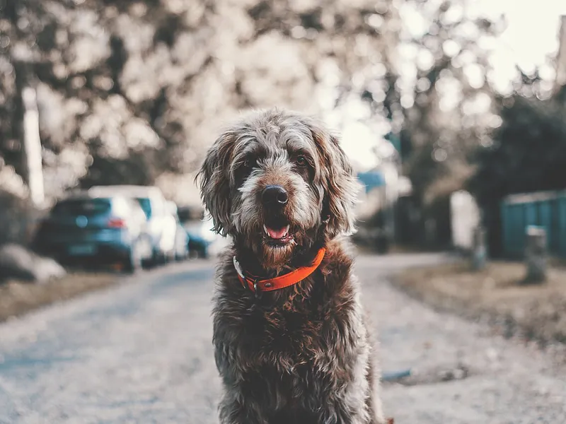 Curly-haired dog with an orange collar on a quiet street (illustrative photo)