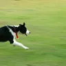 Border collie with a red collar sprinting over grass (illustrative photo)