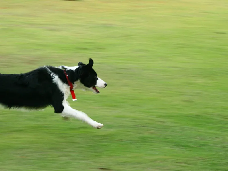 Border collie with a red collar sprinting over grass (illustrative photo)