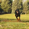 Black and tan dog running across a sunny lawn (illustrative photo)