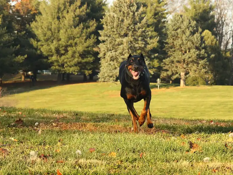 Black and tan dog running across a sunny lawn (illustrative photo)