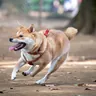 Shiba Inu in a red harness running on a dirt path (illustrative photo)