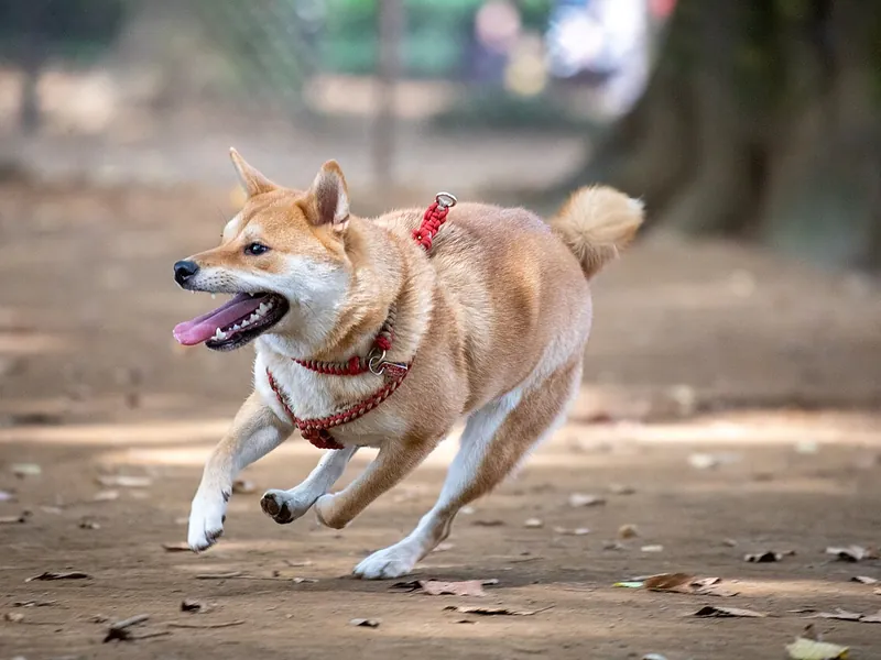 Shiba Inu in a red harness running on a dirt path (illustrative photo)