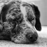 Spotted dog asleep on a rug indoors, black and white (illustrative photo)