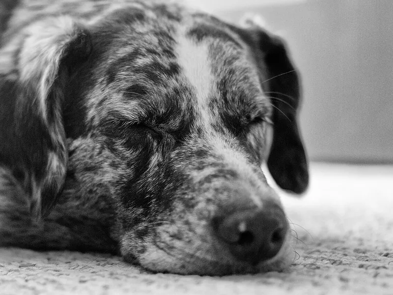 Spotted dog asleep on a rug indoors, black and white (illustrative photo)