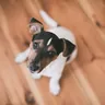 Puppy sitting on a wooden floor at home, looking up (illustrative photo)