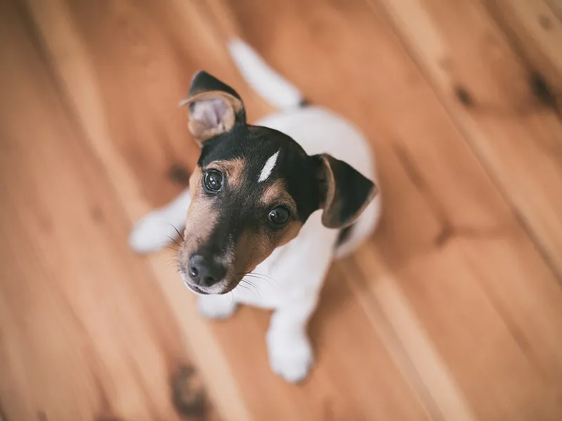 Puppy sitting on a wooden floor at home, looking up (illustrative photo)
