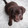 Brown puppy sitting on a patterned tile floor, looking up (illustrative photo)