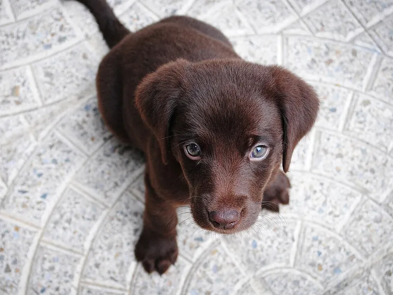 Brown puppy sitting on a patterned tile floor, looking up (illustrative photo)